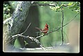10500-00161-Birds, General-male Cardinal.jpg