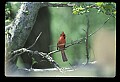 10500-00162-Birds, General-male Cardinal.jpg
