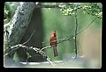 10500-00164-Birds, General-male Cardinal.jpg