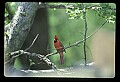 10500-00166-Birds, General-male Cardinal.jpg