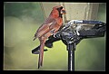 10500-00167-Birds, General-male Cardinal.jpg