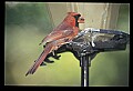 10500-00168-Birds, General-male Cardinal.jpg