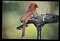 10500-00169-Birds, General-male Cardinal.jpg