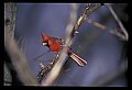10500-00170-Birds, General-male Cardinal.jpg