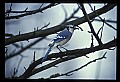 10500-00171-Birds, General-Bluejay.jpg