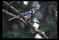 10500-00174-Birds, General-Bluejay.jpg