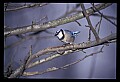 10500-00175-Birds, General-Bluejay.jpg