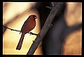 10500-00180-Birds, General-male Cardinal.jpg