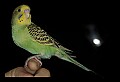 10500-00183-Birds, General-Parakeet.jpg