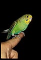 10500-00184-Birds, General-Parakeet.jpg