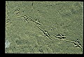 10500-00190-Birds, General-Herring Gull.jpg