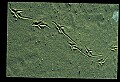 10500-00191-Birds, General-Herring Gull.jpg