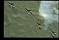10500-00192-Birds, General-Herring Gull.jpg