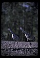 10501-00001-Sandhill Cranes, Grus canadensis.jpg