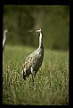 10501-00002-Sandhill Cranes, Grus canadensis.jpg