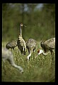 10501-00003-Sandhill Cranes, Grus canadensis.jpg