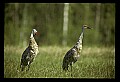 10501-00004-Sandhill Cranes, Grus canadensis.jpg