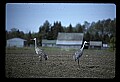 10501-00006-Sandhill Cranes, Grus canadensis.jpg