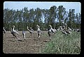 10501-00007-Sandhill Cranes, Grus canadensis.jpg