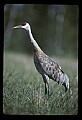 10501-00008-Sandhill Cranes, Grus canadensis.jpg
