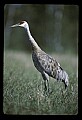 10501-00009-Sandhill Cranes, Grus canadensis.jpg