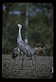 10501-00011-Sandhill Cranes, Grus canadensis.jpg