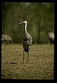 10501-00013-Sandhill Cranes, Grus canadensis.jpg