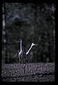 10501-00014-Sandhill Cranes, Grus canadensis.jpg