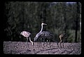 10501-00016-Sandhill Cranes, Grus canadensis.jpg