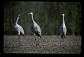 10501-00017-Sandhill Cranes, Grus canadensis.jpg