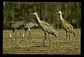 10501-00021-Sandhill Cranes, Grus canadensis.jpg