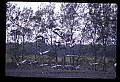 10501-00022-Sandhill Cranes, Grus canadensis.jpg