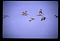 10501-00023-Sandhill Cranes, Grus canadensis.jpg
