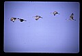 10501-00024-Sandhill Cranes, Grus canadensis.jpg