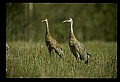 10501-00031-Sandhill Cranes, Grus canadensis.jpg