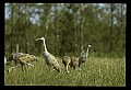10501-00032-Sandhill Cranes, Grus canadensis.jpg