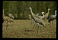 10501-00035-Sandhill Cranes, Grus canadensis.jpg