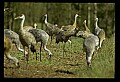 10501-00036-Sandhill Cranes, Grus canadensis.jpg