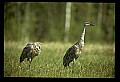 10501-00037-Sandhill Cranes, Grus canadensis.jpg