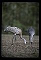 10501-00039-Sandhill Cranes, Grus canadensis.jpg