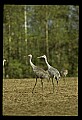 10501-00044-Sandhill Cranes, Grus canadensis.jpg