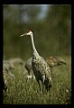 10501-00045-Sandhill Cranes, Grus canadensis.jpg