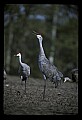 10501-00046-Sandhill Cranes, Grus canadensis.jpg
