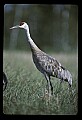 10501-00050-Sandhill Cranes, Grus canadensis.jpg