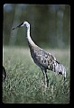 10501-00051-Sandhill Cranes, Grus canadensis.jpg