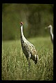 10501-00055-Sandhill Cranes, Grus canadensis.jpg