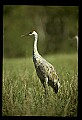 10501-00056-Sandhill Cranes, Grus canadensis.jpg