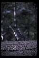 10501-00059-Sandhill Cranes, Grus canadensis.jpg