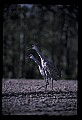 10501-00060-Sandhill Cranes, Grus canadensis.jpg