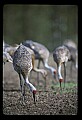 10501-00061-Sandhill Cranes, Grus canadensis.jpg